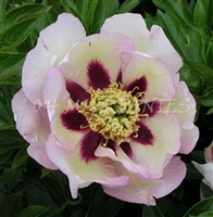 Pastel Splendor ITOH Peony