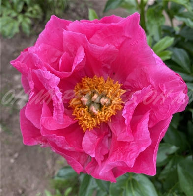 Paula Fay Peony