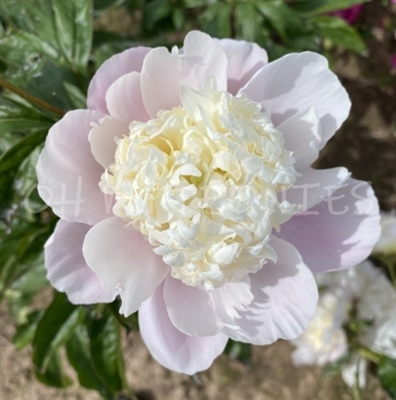 Petticoat Parade Peony