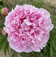 Pillow Talk Peony