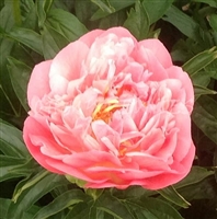 Pink Hawaiian Coral Peony