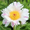 Pink Luau Peony