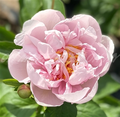 Pink Vanguard Peony