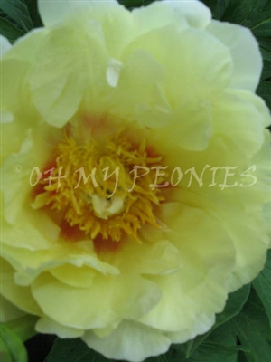 Prairie Charm ITOH Peony