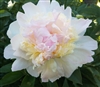 Raspberry Sundae Peony