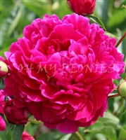Red Magic Peony