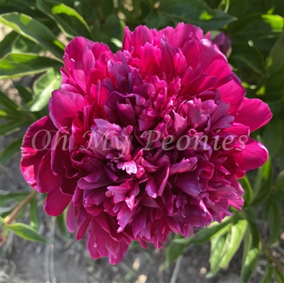 Red Monarch Peony