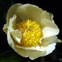 Roy Pehrson's Best Yellow Peony