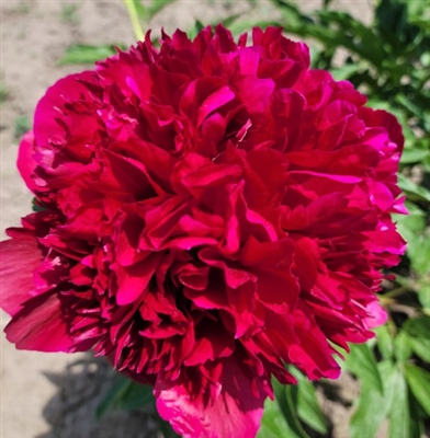 Red Charm Peony