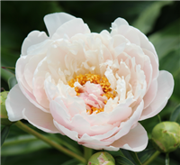 Serene Pastel Peony