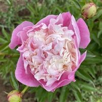 She's My Star Peony