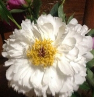 Splendid Cornelia Peony