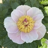 Spumone Whisper Peony