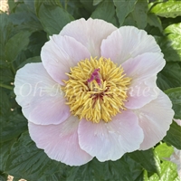 Spumone Whisper Peony