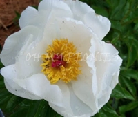 Star Power Peony