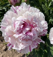 Stars and Stripes Peony