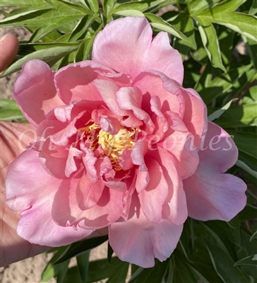 Strawberry Blush ITOH Peony