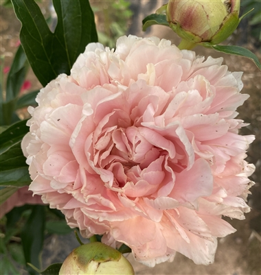 Summer Glow Peony