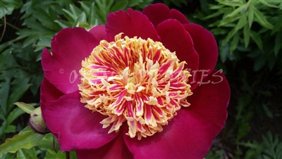 Sword Dance Peony