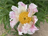 Tickle Me Pink Peony (Pending Registration)