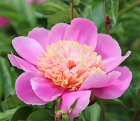 Tom Eckhardt Peony
