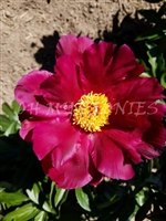 Topeka Garnet Peony