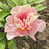 Triphena Parkin Peony