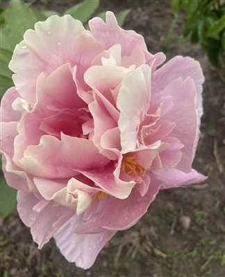 Triphena Parkin Peony