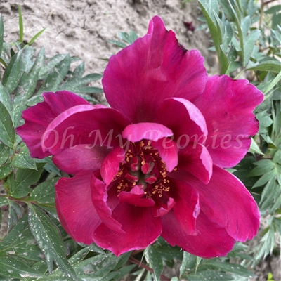 Unique ITOH Peony