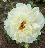 Vanilla Schnapps Peony