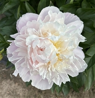 Victorian Blush Peony