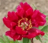 Watermelon Wine Peony