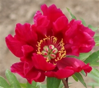 Watermelon Wine Peony