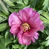 Yankee Doodle Dandy ITOH Peony