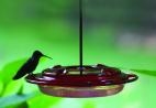 8 oz Hummerfest Hummingbird Feeder by Birds Choice