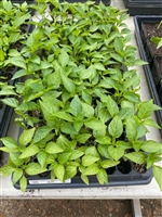 Certified Organic Escamillo Frying Pepper Transplant