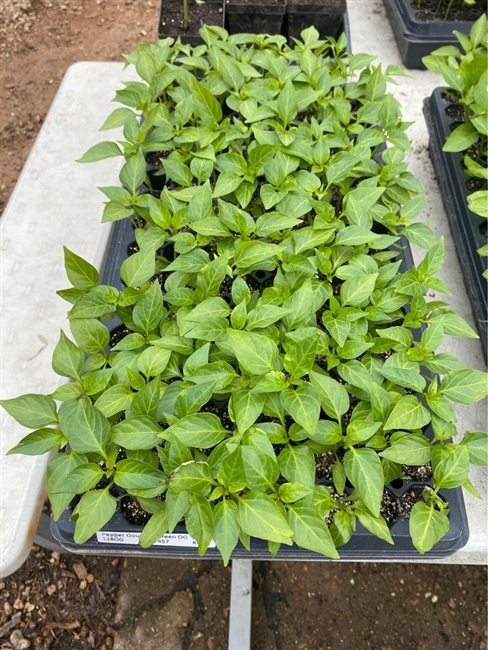 Certified Organic Orange Bell Pepper Transplant