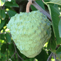 Atemoya has many health benefits; it is beneficial for weight loss, lowers blood pressure levels and increases the bodyâ€™s energy levels. The fruit is generally eaten fresh. The flesh is sometimes added in ice creams and desserts.