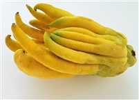 Buddha's Hand Citrus - Citron - Fingered citron