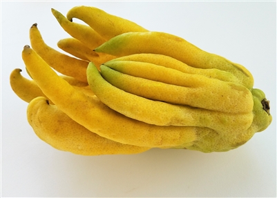 Buddha's Hand Citrus - Citron - Fingered citron