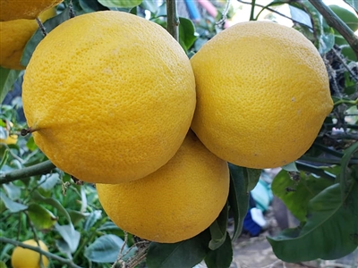 Bergamot orange