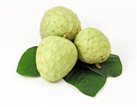 Exotic Fruit Market grows Cherimoyas in the State of California since 2013. The cherimoya is also known as chirimoya and chirimuya. Cherimoya is native to Ecuador, Colombia, Peru and Bolivia. Today, cherimoya is grown in California.