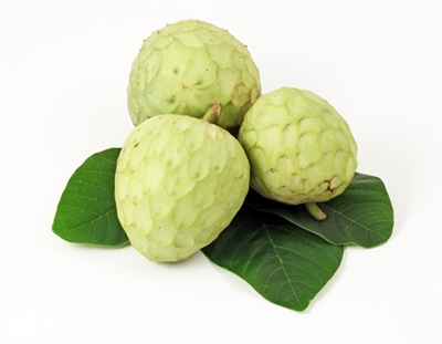 Exotic Fruit Market grows Cherimoyas in the State of California since 20013. The cherimoya is also known as chirimoya and chirimuya. Cherimoya is native to Ecuador, Colombia, Peru and Bolivia. Today, cherimoya is grown in California.