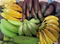 Exotic Fruit Market offers five different exotic bananas as a sampler, usually not available at local grocery store. Our banana sampler includes a rare selection of the finest "hands" of bananas.