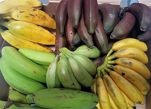 Exotic Fruit Market offers five different exotic bananas as a sampler, usually not available at local grocery store. Our banana sampler includes a rare selection of the finest "hands" of bananas.