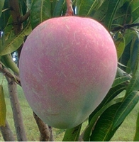 The Kent mangos feature a sweet and delicious taste which is further enhanced by their juicy flesh which has a limited number of fibers. Due to their texture and flavor, Kent mangos are ideal for juicing and drying.