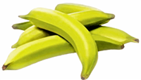 Plantains are a major food staple in West and Central Africa, the Caribbean islands, Central America, and northern, coastal parts of South America. They are treated as a starchy fruit with a relatively neutral flavor and soft texture when cooked.