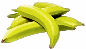 Plantains are a major food staple in West and Central Africa, the Caribbean islands, Central America, and northern, coastal parts of South America. They are treated as a starchy fruit with a relatively neutral flavor and soft texture when cooked.