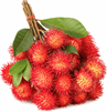 Exotic Fruit Market offers tropical Rambutan fruit grown in Hawaii, Puerto Rico, Honduras, Malaysia and Thailand. The Rambutan is a close relative of the lychee. It distinguishes itself from the lychee by its soft, red hairy rind.