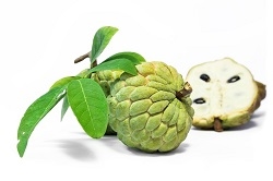 Sugar-apple is high in energy, an excellent source of vitamin C and manganese, a good source of thiamine and vitamin B6, and provides vitamin B2, B3 B5, B9, iron, magnesium, phosphorus, and potassium in fair quantities. The flesh is fragrant and sweet.